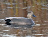 Gadwall - Mareca strepera