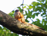 Central American Squirrel Monkey - Saimiri oerstedii