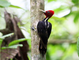 Pale-billed Woodpecker - Campephilus guatemalensis