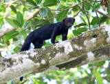 Tayra - Eira barbara