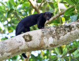 Tayra - Eira barbara