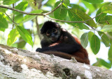 Geoffroys Spider Monkey - Ateles geoffroyi