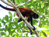 Geoffroy's Spider Monkey - Ateles geoffroyi