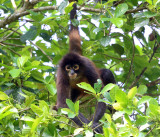 Geoffroys Spider Monkey - Ateles geoffroyi