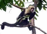 White-faced Capuchin - Cebus capucinus