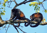 Mantled Howler Monkey - Alouatta palliata