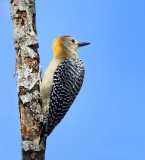 Hoffmanns Woodpecker - Melanerpes hoffmannii