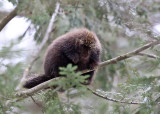 North American Porcupine - Erethizon dorsatum