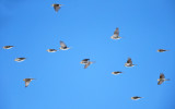 Common Redpoll - Acanthis flammea