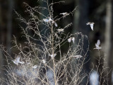 Common Redpoll - Acanthis flammea