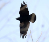 Fish Crow - Corvus ossifragus