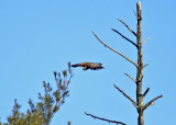 Red-shouldered Hawk - Buteo lineatus