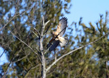 Red-shouldered Hawk - Buteo lineatus