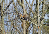 Red-shouldered Hawk - Buteo lineatus