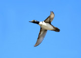 Hooded Merganser - Lophodytes cucullatus