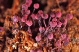Cribraria purpurea