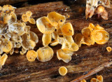 Bisporella citrina