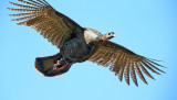 Wild Turkey - Meleagris gallopavo