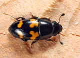 Picnic Beetle - Glischrochilus fasciatus