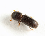 Xyleborinus attenuatus