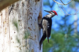 Pileated Woodpecker - Dryocopus pileatus