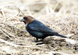 Brown-headed Cowbird - Molothrus ater 