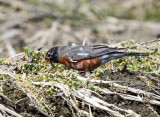 leucistic American Robin - Turdus migratorius