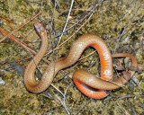 Northern Red-bellied Snake - Storeria occipitomaculata occipitomaculata