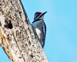 Yellow-bellied Sapsucker - Sphyrapicus varius (female)