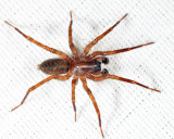 Funnel Spiders - Agelenidae