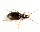 Ground Beetles - Tribe Platynini