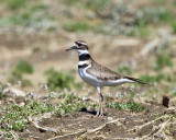 Killdeer - Charadrius vociferus