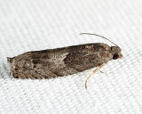 3246 - Shagbark Hickory Leafroller - Pseudexentera cressoniana