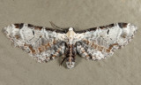 7605 - Tawny Eupithecia - Eupithecia ravocostaliata