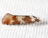 2868 - Pitch Pine Tip Moth - Rhyacionia rigidana