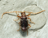 Whitemarked Spider Beetle - Ptinus fur