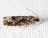 Gretchena sp.