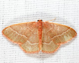 7046 - Red-fringed Emerald - Nemoria bistriaria