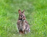 Eastern Cottontail - Sylvilagus floridanus