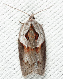 3543  Stained-back Leafroller  Acleris maculidorsana