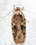 0867  Agonopterix pulvipennella