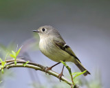 Ruby-crowned Kinglet - Regulus calendula