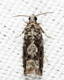 3264 - Gretchena amatana