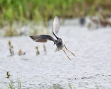 Greater Yellowlegs - Tringa melanoleuca