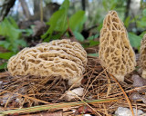 Morchella americana - Yellow Morel