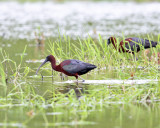Glossy Ibis - Plegadis falcinellus