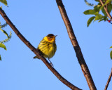 Cape May Warbler - Setophaga tigrina