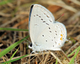 Eastern Tailed Blue - Everes comyntas