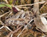  Crested Pygmy Grasshopper - Nomotettix cristatus