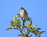 Song Sparrow - Melospiza melodia